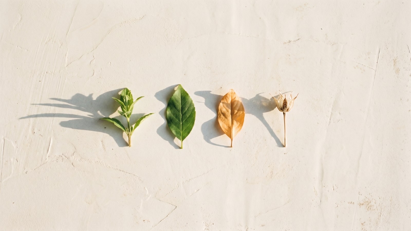 Four botanicals laid in a row on warm lime plaster in soft dawn light — a fresh green sprig, a full green leaf, an amber autumn leaf, and a dried seed head — the four seasons of a year.
