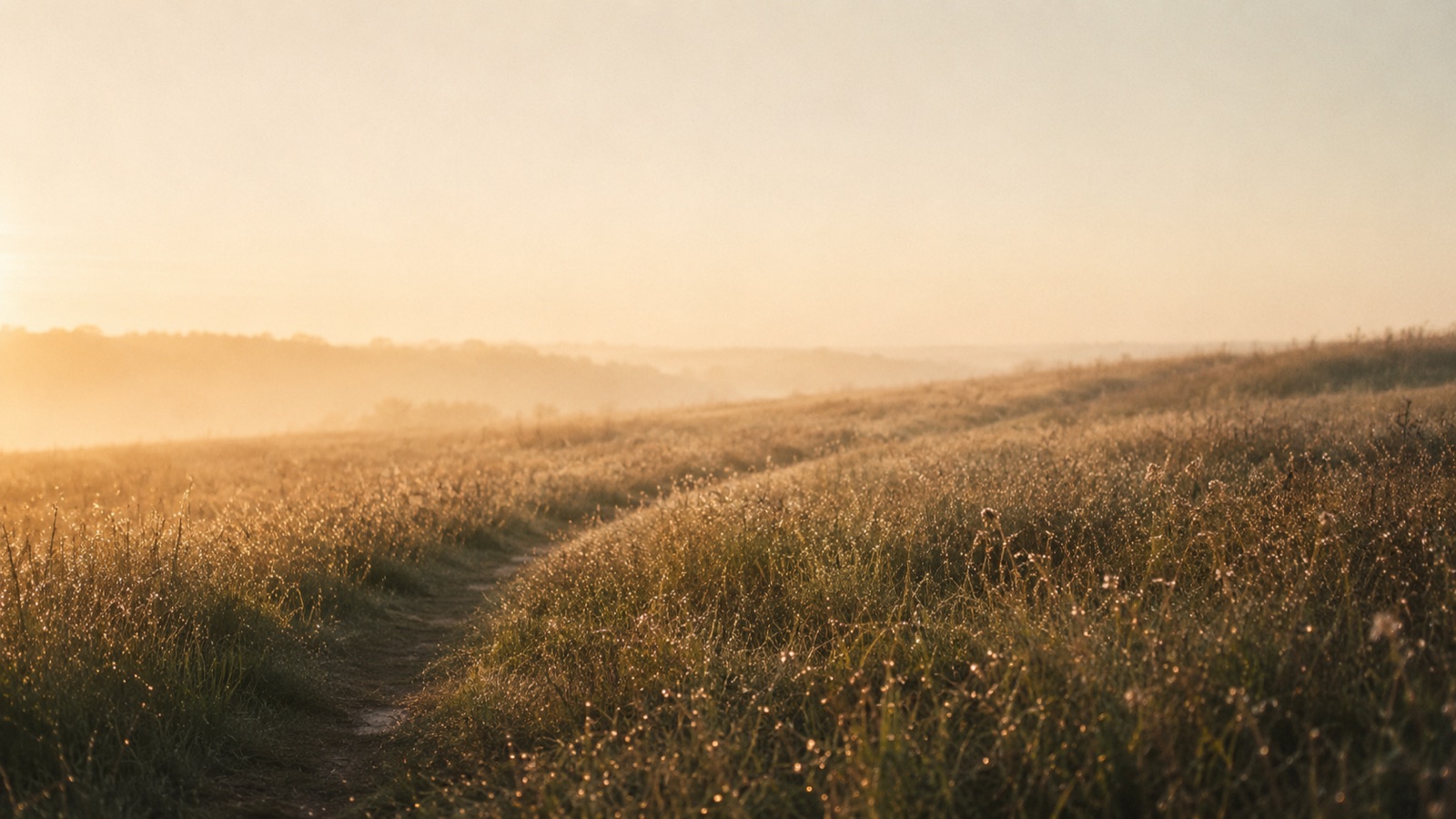 A faint footpath worn through a meadow of dew-silvered grass at dawn.